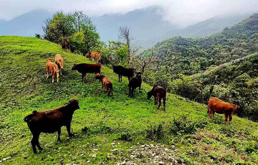 两安瑶族乡沙坪村委大桶山自然村养殖的黄牛。邓光亮摄