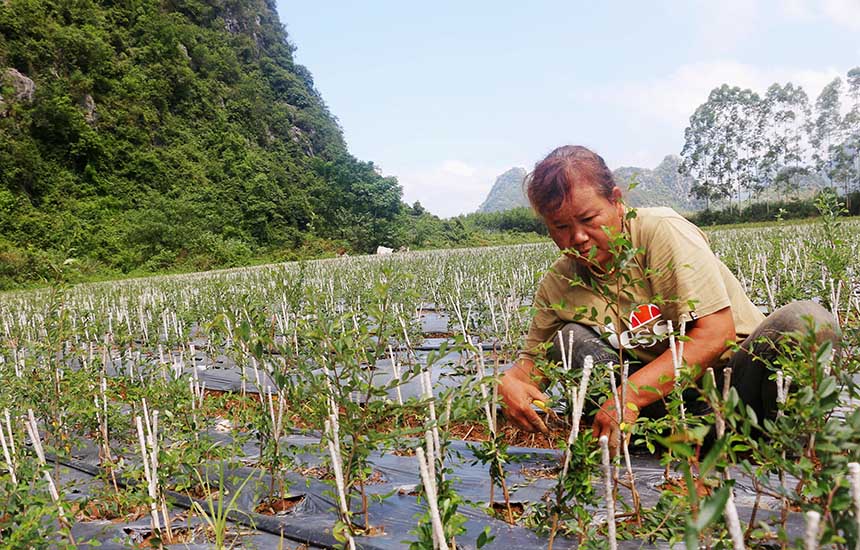 公安镇苗圃师范基地。廖超文摄