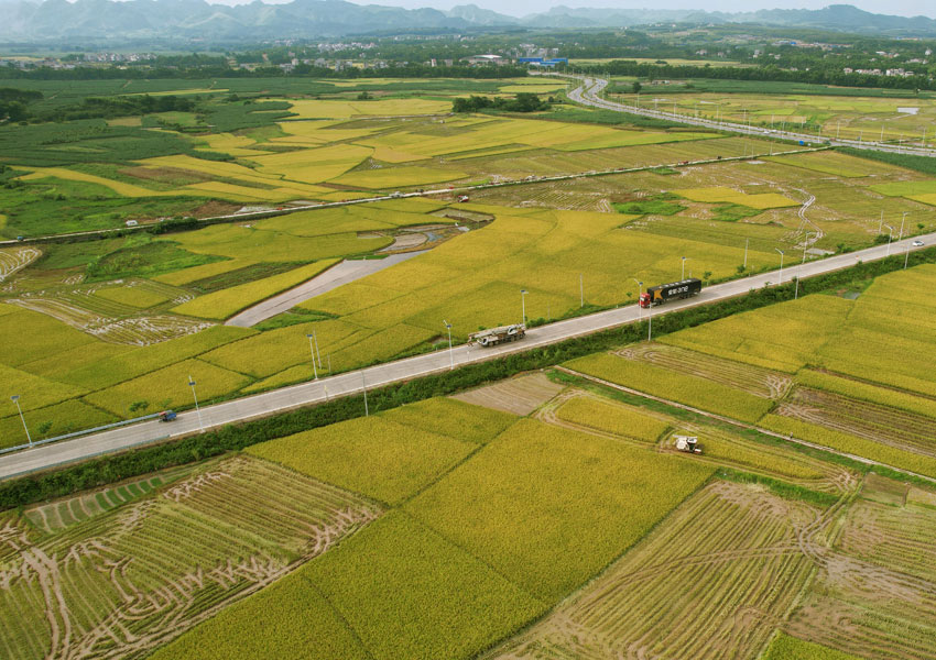 7月6日，在G322线K2283-K2284路段，丰收在望的金黄色稻田与周边道路等景致交相呼应，勾勒出一幅美丽的乡村田园画卷。