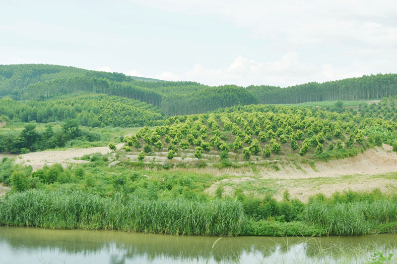 康宁村张村坡澳洲坚果种植基地