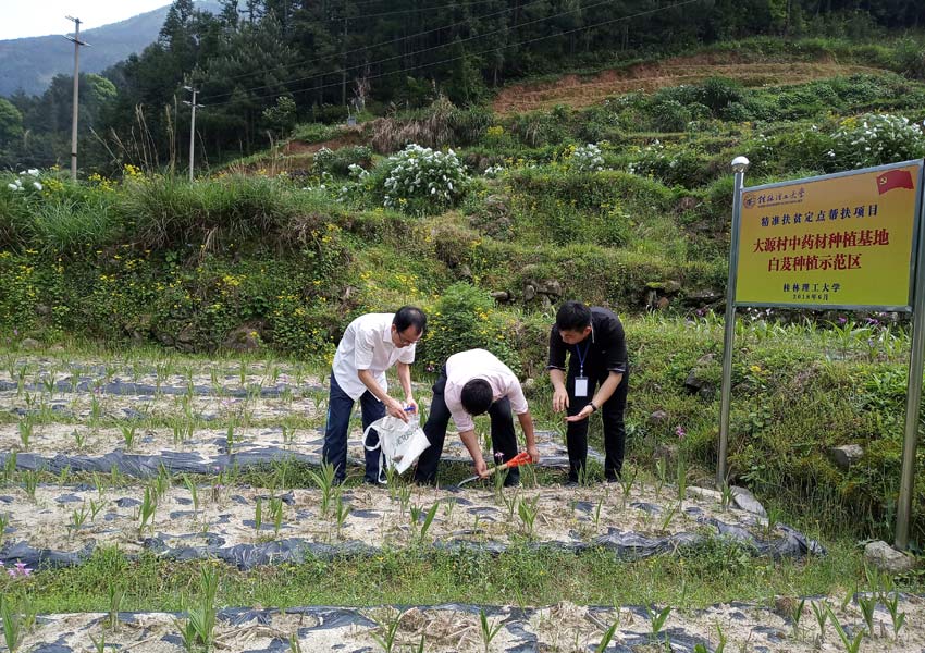 桂林理工大学环境学院专家团队在帮扶村开展“中药材基地土壤环境监测及治理”项目。