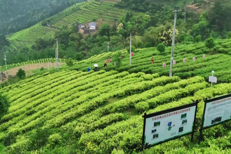 4.桂林烟草参与建设的恭城瑶族自治县大江村智慧茶园项目