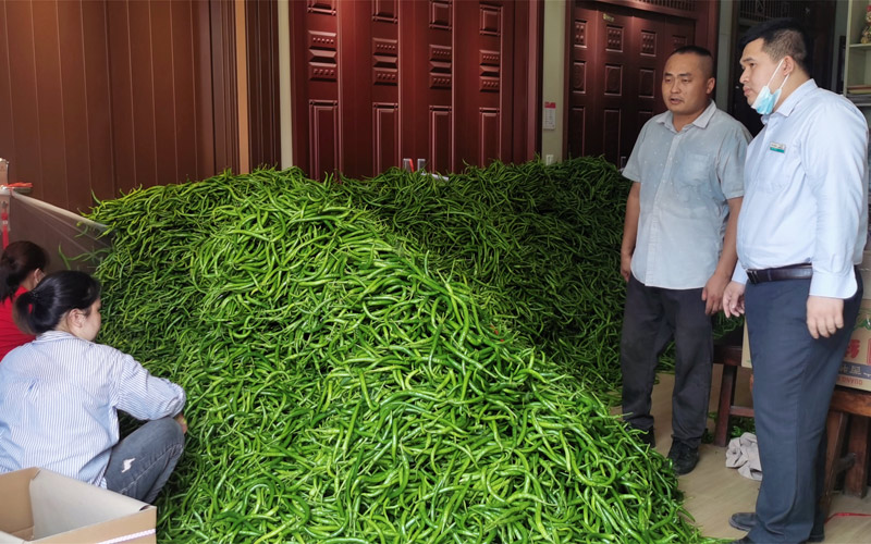 農業銀行欽州郊區支行做好辣椒種植產業一條龍服務。