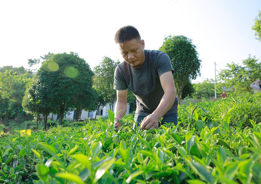 四塘茶厂，梁文华在采摘金牡丹茶叶。韦晓平摄