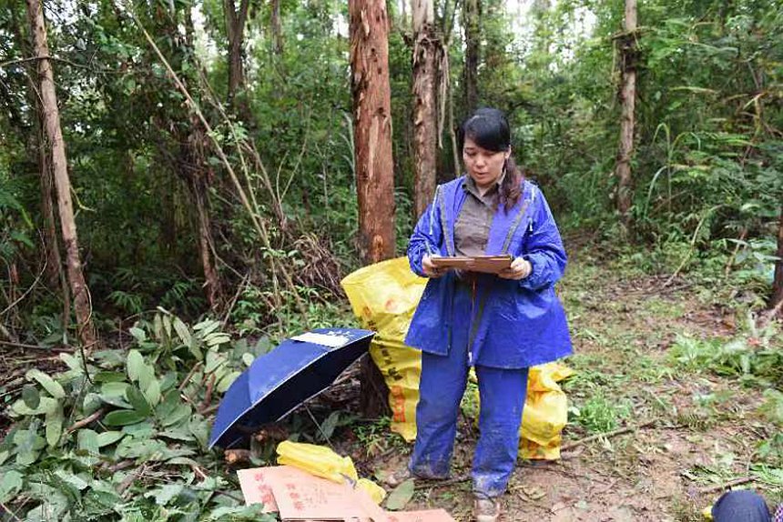 周晓果博士带领团队在在马山进行金花茶生长调查