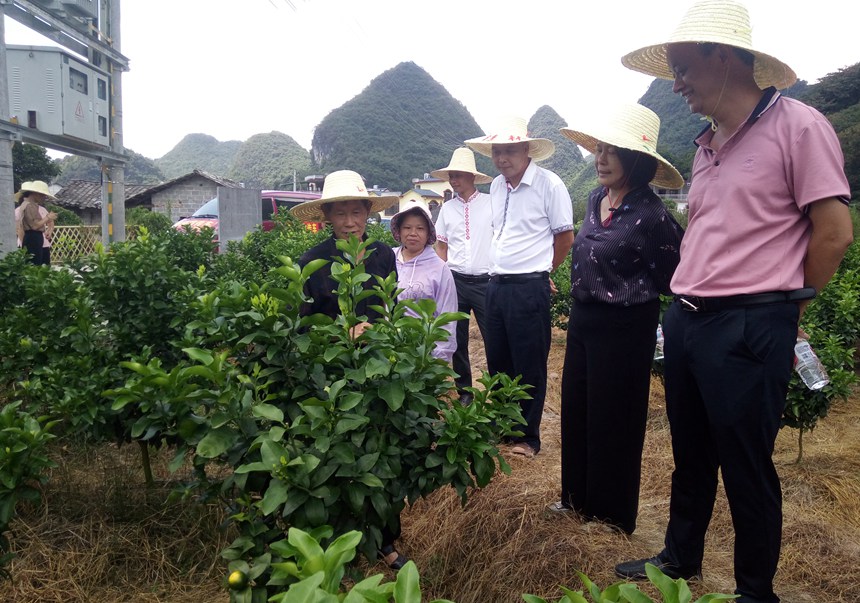 恭城瑶族自治县人大常委会调研组深入观音乡观音村调研产业振兴工作