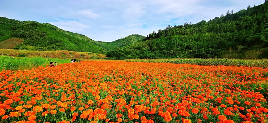 一望无际的花海。