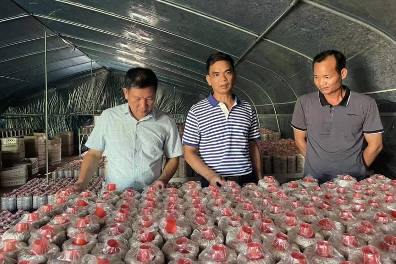 以党员华超汉（右一）为带头人组建食用菌示范基地项目5万棒种菌培育良。