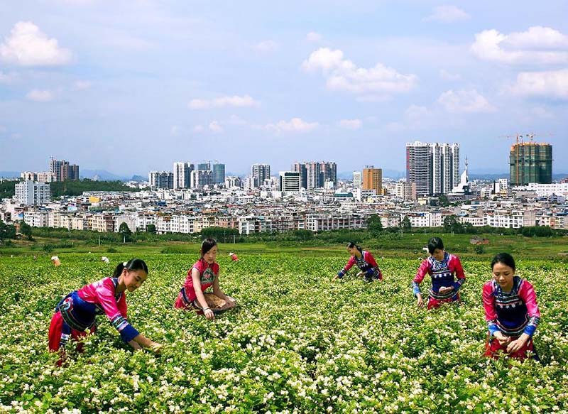 横县茉莉花。广西农业农村厅供图