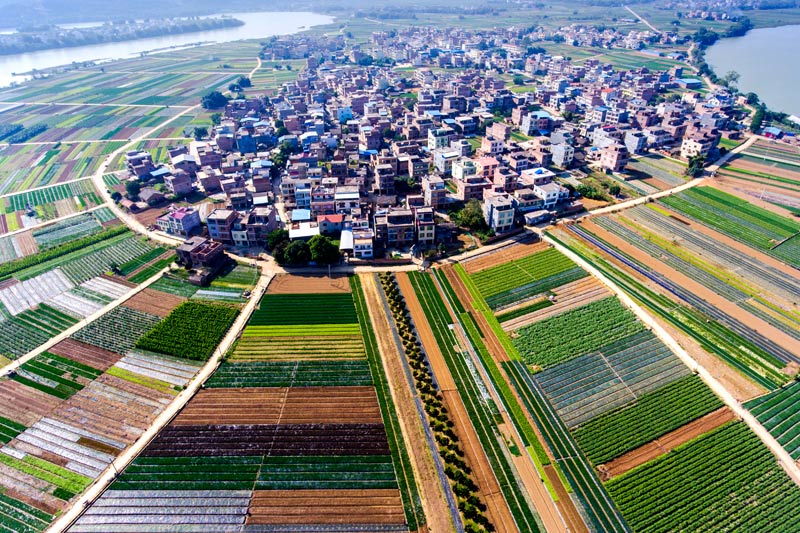 田东是“南菜北远”南方菜园重要产区之一，图为祥周镇中平村蔬菜生产基地。