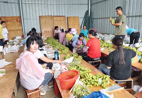 葡萄种植园基地员工正在分拣、包装葡萄。富川县林业局供图