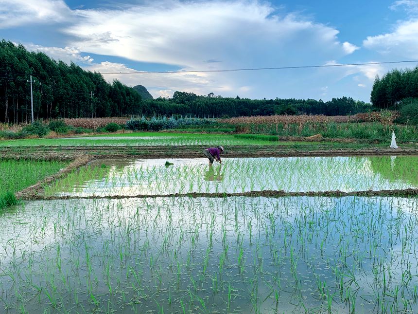 圖1：甘圩鎮賴坡村“手把青秧插野田，低頭便見水中天” 夏日農忙畫卷