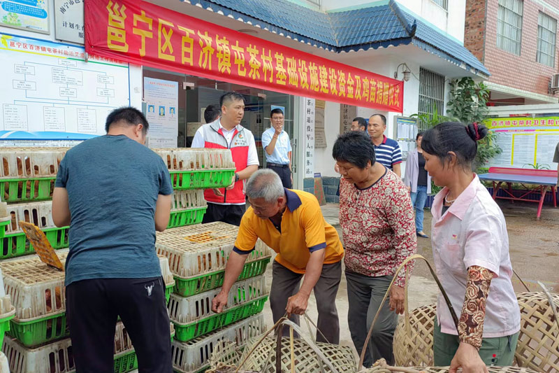 高速公路公司购买鸡苗捐赠给收入较低的脱贫户和监测对象。
