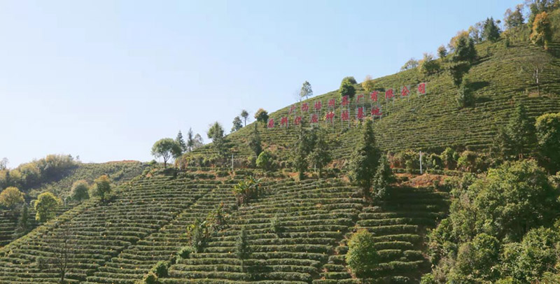 茶园种植基地。