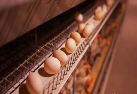 佳田村蛋雞養殖廠蛋雞生產線。