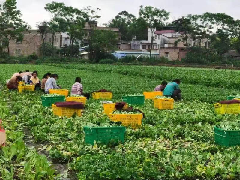 务工村民正在采摘上海青。