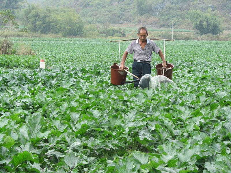 农户在田间种植大头菜。