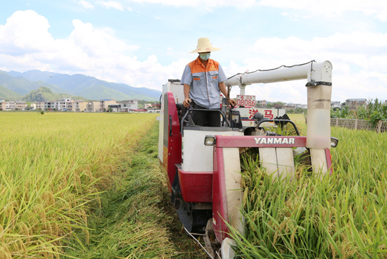 水稻收割機在稻田裡來回穿梭。