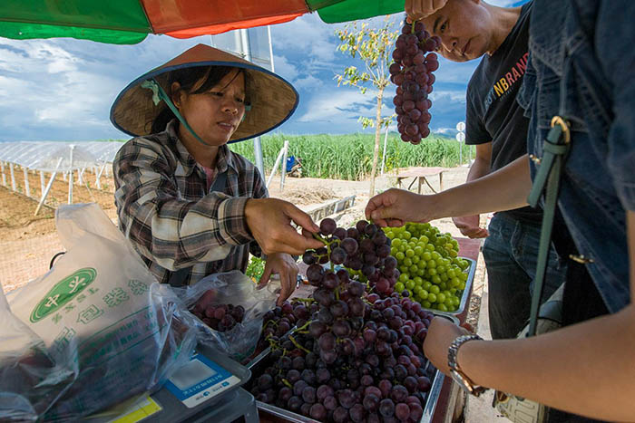 种植户正在向游客推销葡萄。横州市融媒体中心供图
