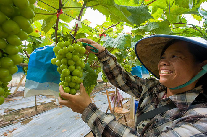 种植户正在采收葡萄。横州市融媒体中心供图