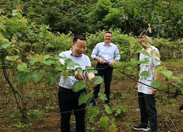 自治区土地储备中心主任莫绍乾、巴马县委常委曾文波同志到毛葡萄基地调研