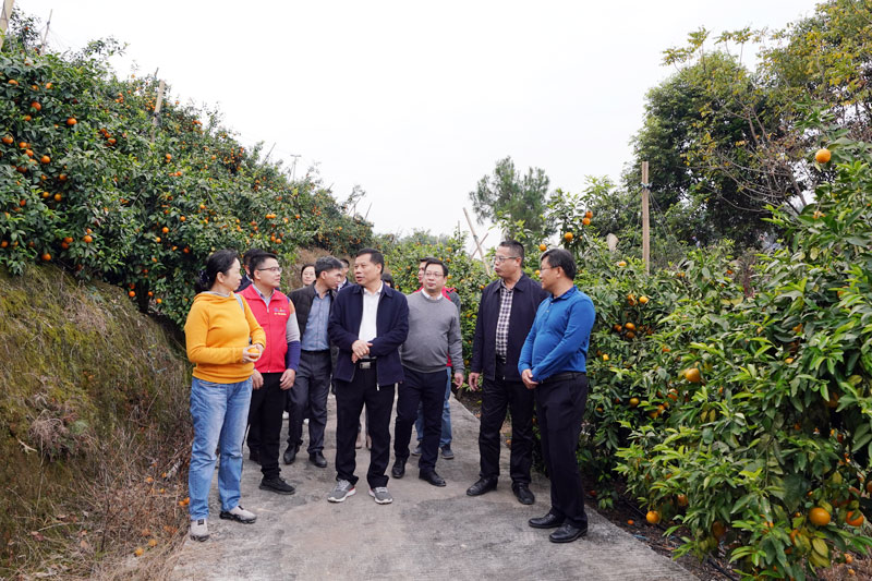 走访调研忠武村沃柑种植地。