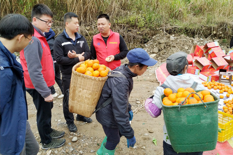 北港物流乡村振兴调研组实地走访上思县百包村沃柑基地。