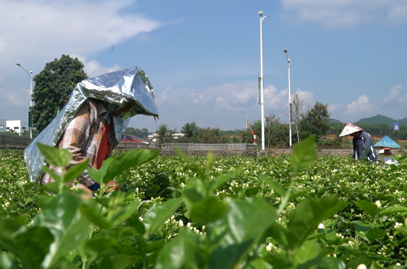 花农们正在田间采收茉莉花。横州市融媒体中心供图