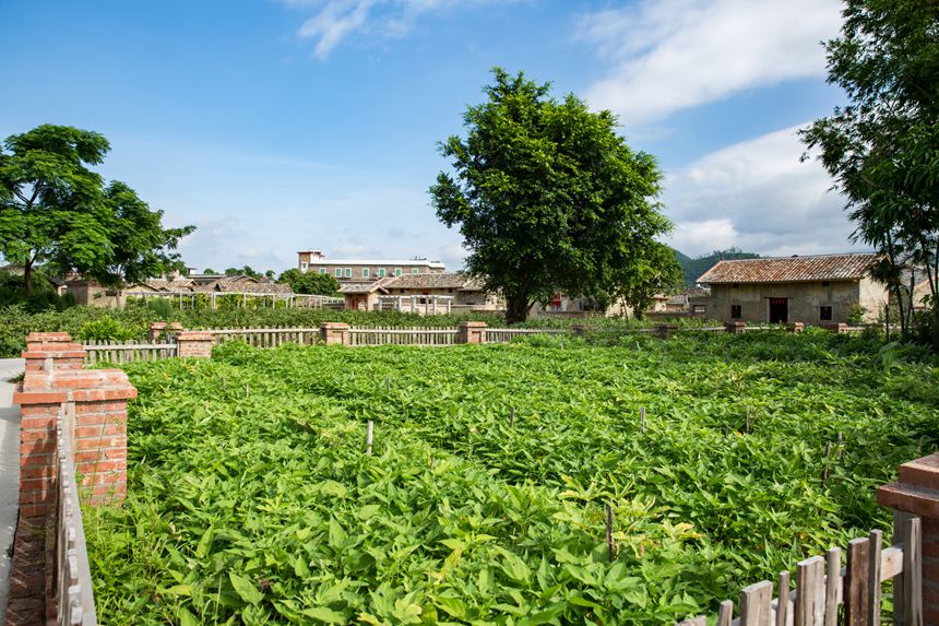 房前屋后的菜园，绿意盎然