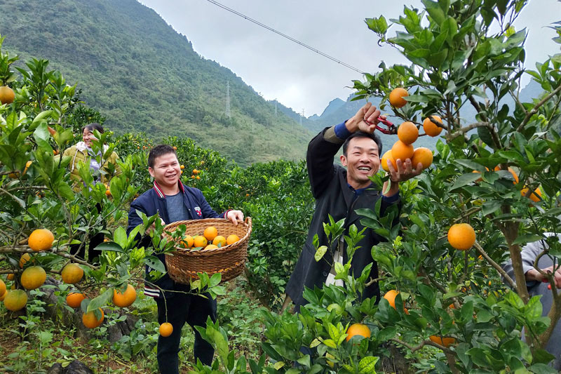 靖西市南坡乡逢鸡村百鸡屯村民正在采摘脐橙，脸上洋溢着丰收的笑容。