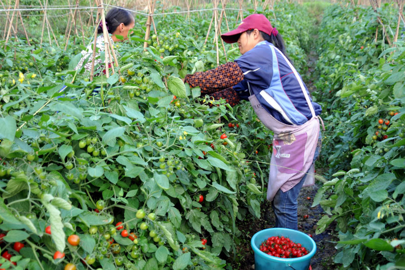 靖西市化峒镇小番茄大丰收。