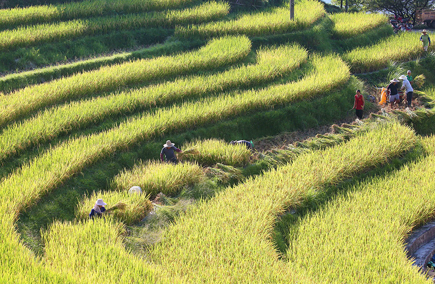 村民在梯田里收割稻谷。