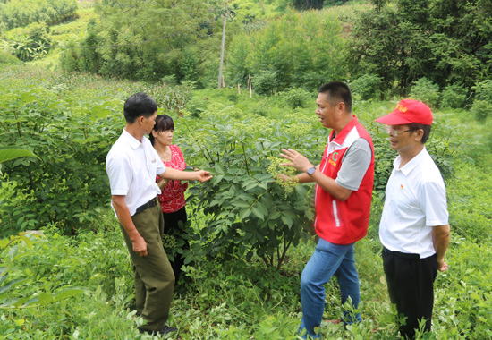 南宁烟草帮扶责任人周士富指导农户种植吴茱萸。
