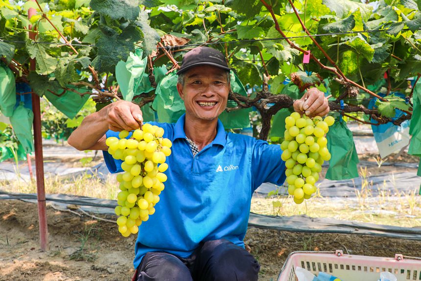 果農正在採摘葡萄。王詩琴攝