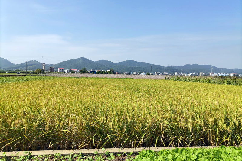 新桥村富硒香稻产业。