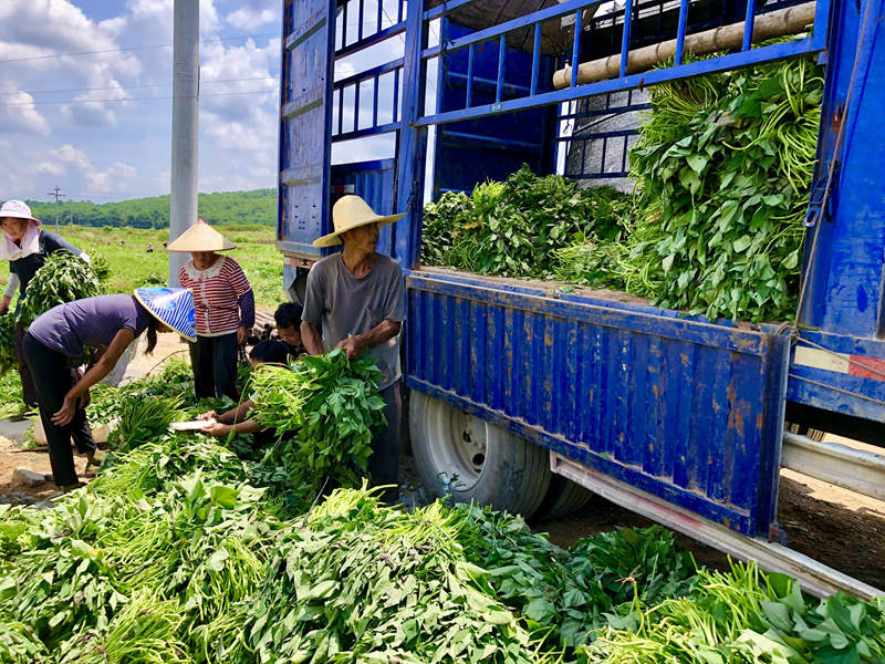 工人正在将薯苗装车。