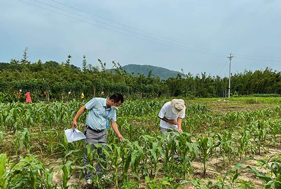 东兴推广大豆玉米带状复合种植。曹晓玟摄