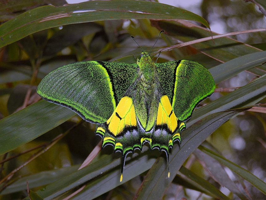 国家一级重点保护动物金斑喙凤蝶。