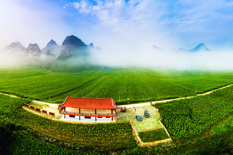 种桑养蚕是宜州区德胜镇上坪村的支柱产业，图为上坪村的部分桑园。