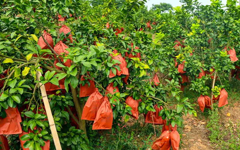 水晶鄉果園的三紅蜜柚已經成熟。
