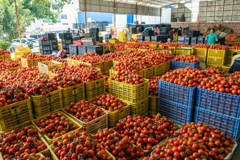 四平村番茄采收和销售。