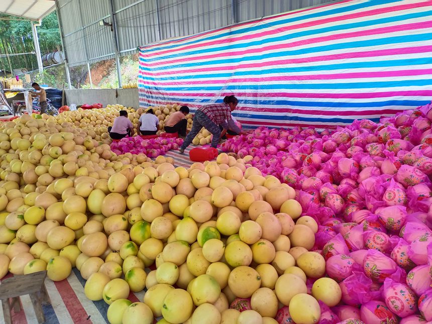 工人在包裝三紅蜜柚。武鳴區委宣傳部供圖