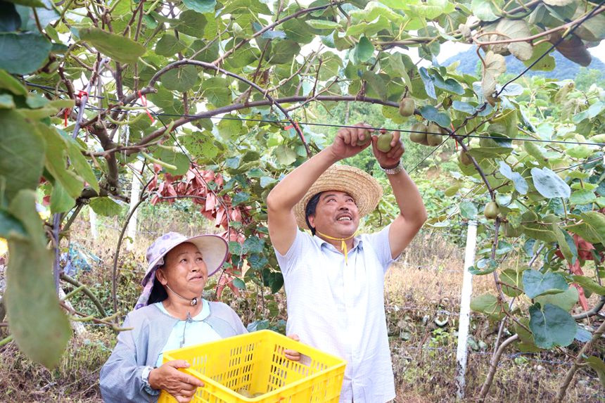 圖為工人正在採摘獼猴桃