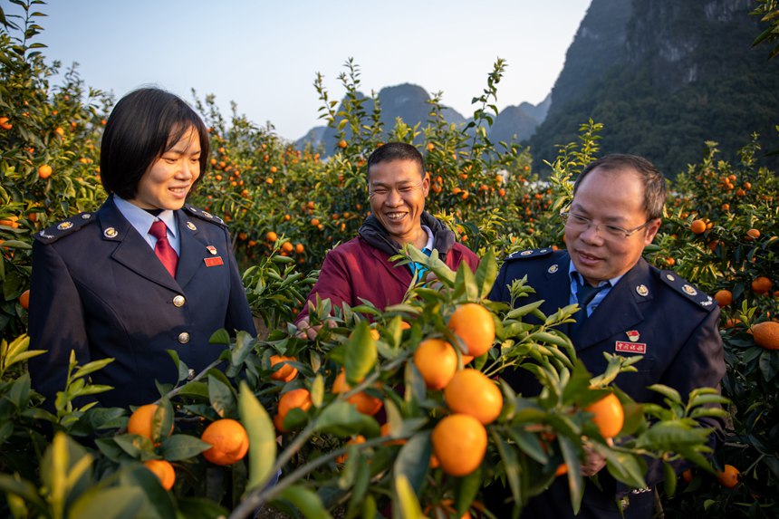 “水果书记”周有明（右）实地查看村民沃柑种植情况