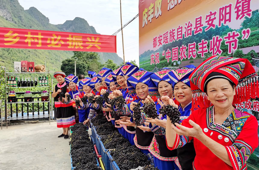 9月7日，广西都安瑶族自治县安阳镇各族群众欢聚一堂展示丰收的毛葡萄。高东风摄