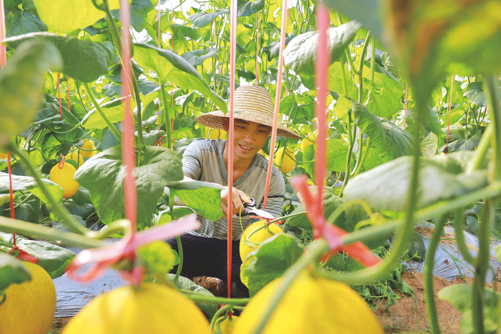 新江镇那云村村民在果蔬大棚种植示范基地的温棚里采摘甜瓜。