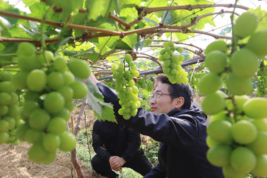 兴业县洛阳镇大礼村第一书记李其利现场指导阳光玫瑰葡萄种植户梳果 兴业县委组织部供图