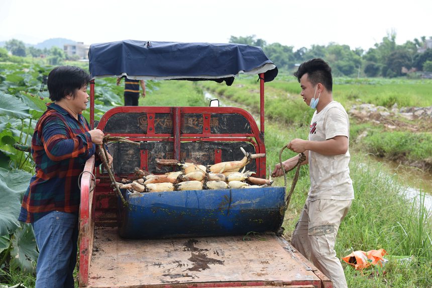 莲藕基地采取“村民合作社+种养殖能人+基地”的发展模式
