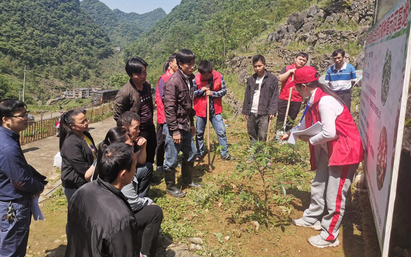 乡村振兴科技特派员韦秀云下村开展花椒技术培训指导。