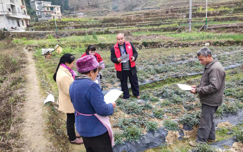 陈建相到隘洞镇拉板村指导央黄连生产。